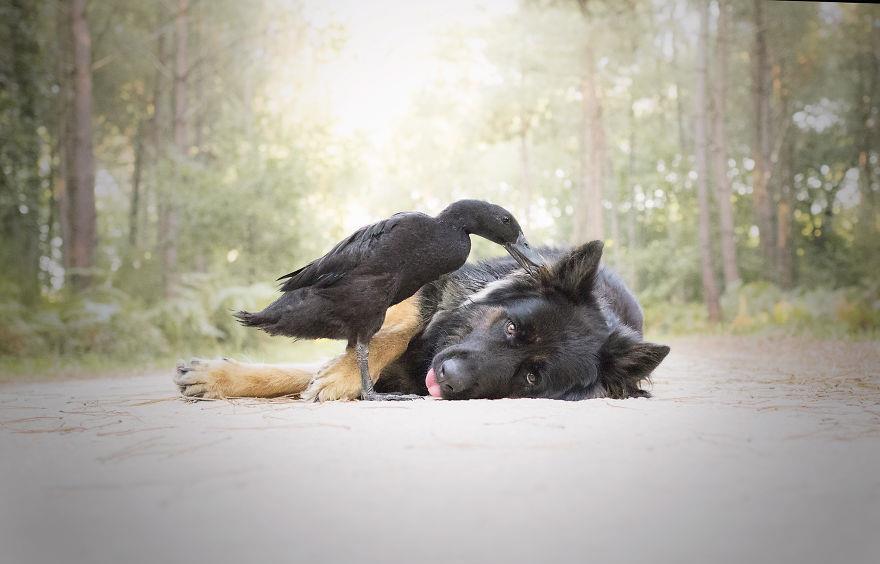 最新狗狗电影，从银幕上感受人与犬的深情厚谊