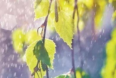 初夏若雨等花开最新